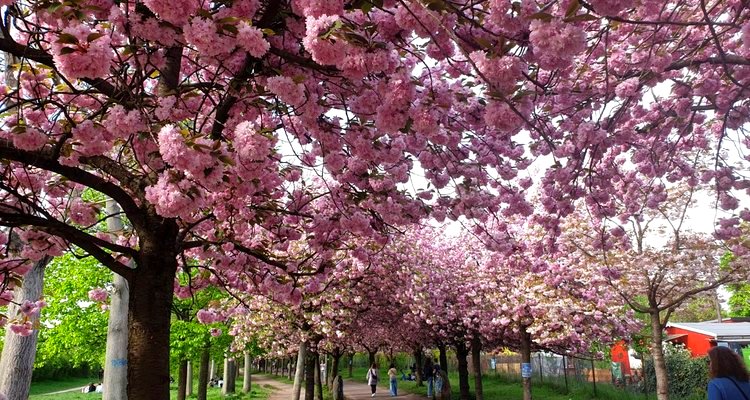 Ciliegi in fiore a Berlino.